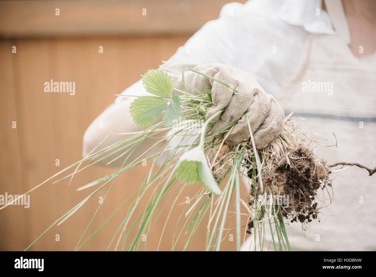 A woman wearing a gardening glove holding a bunch of weeds. Stock Photo