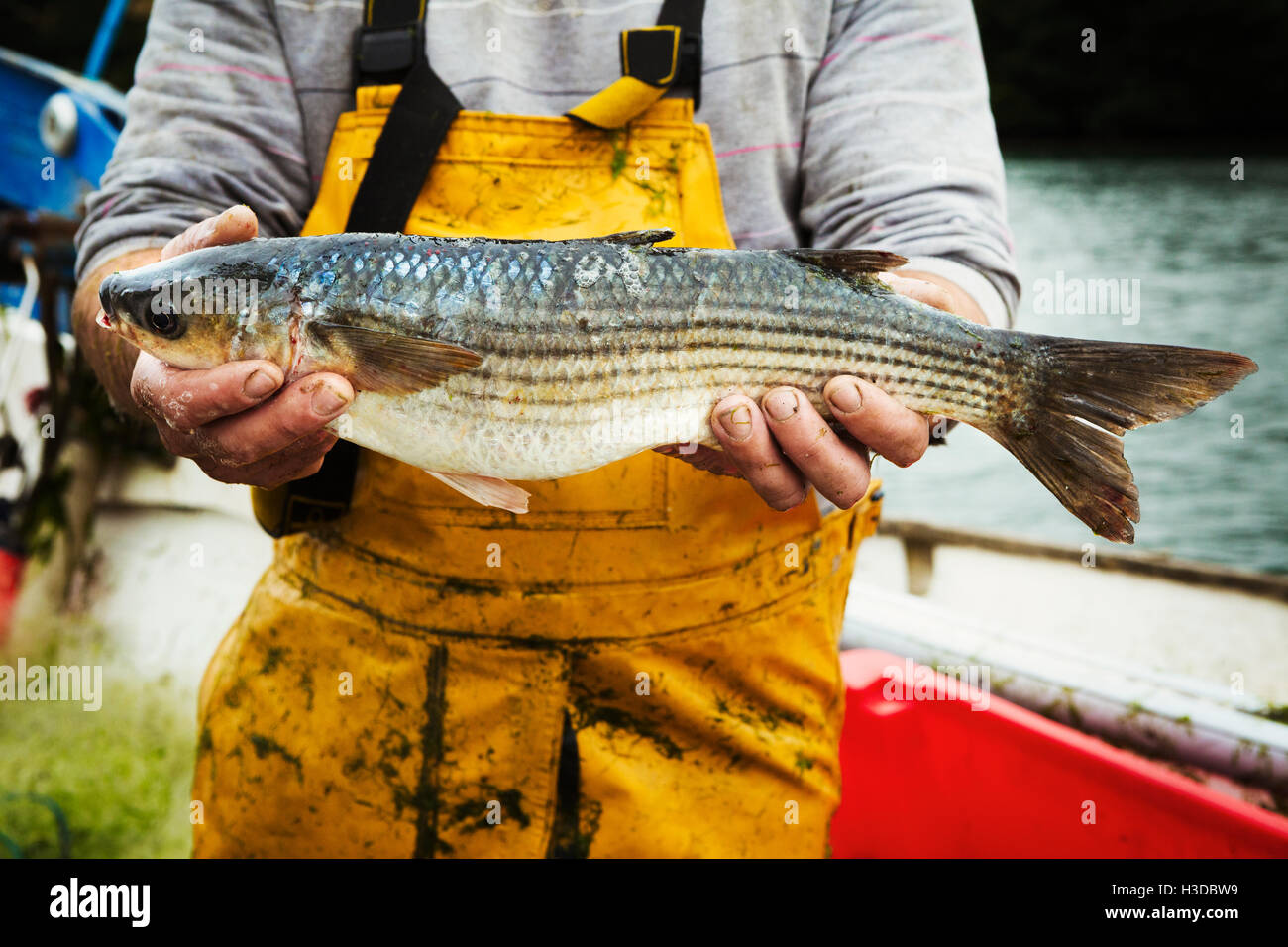 Fisherman fresh fish hi-res stock photography and images - Alamy