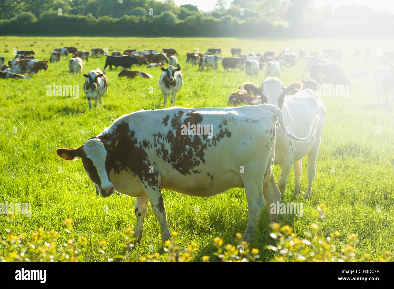 A herd of cows grazing in a field. Stock Photo