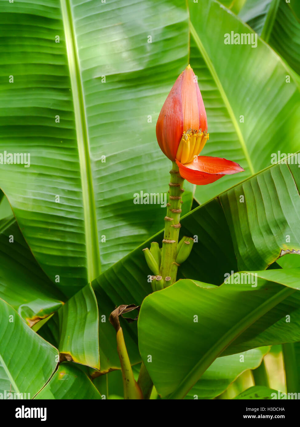 Banana Flowers in the banana garden Stock Photo Alamy