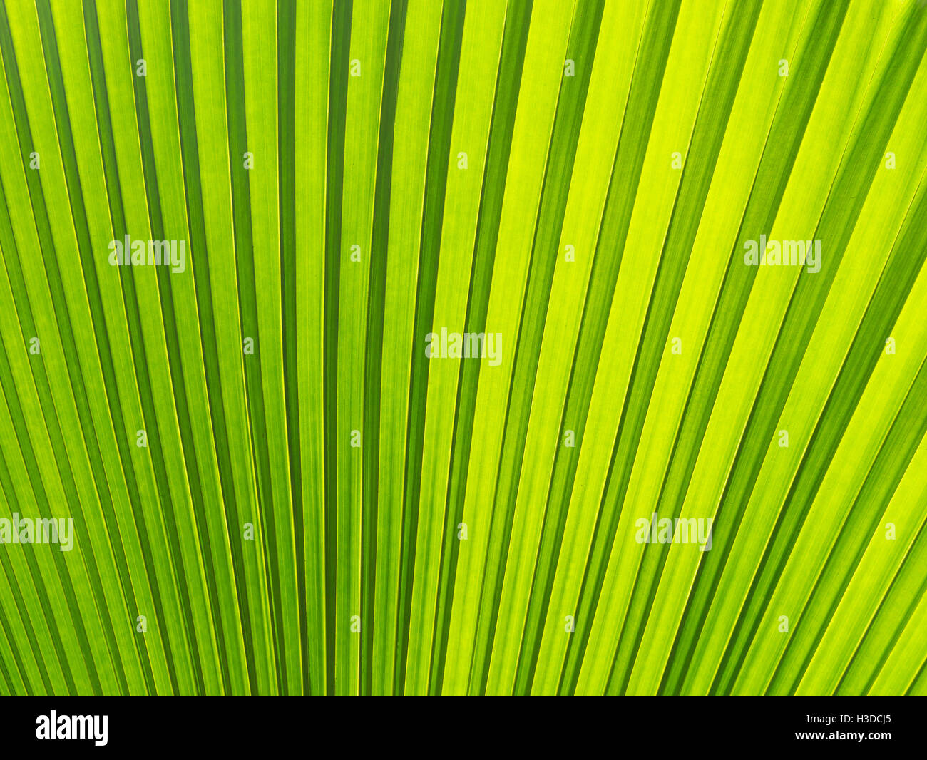 Green Leaf in the garden use for green background Stock Photo - Alamy