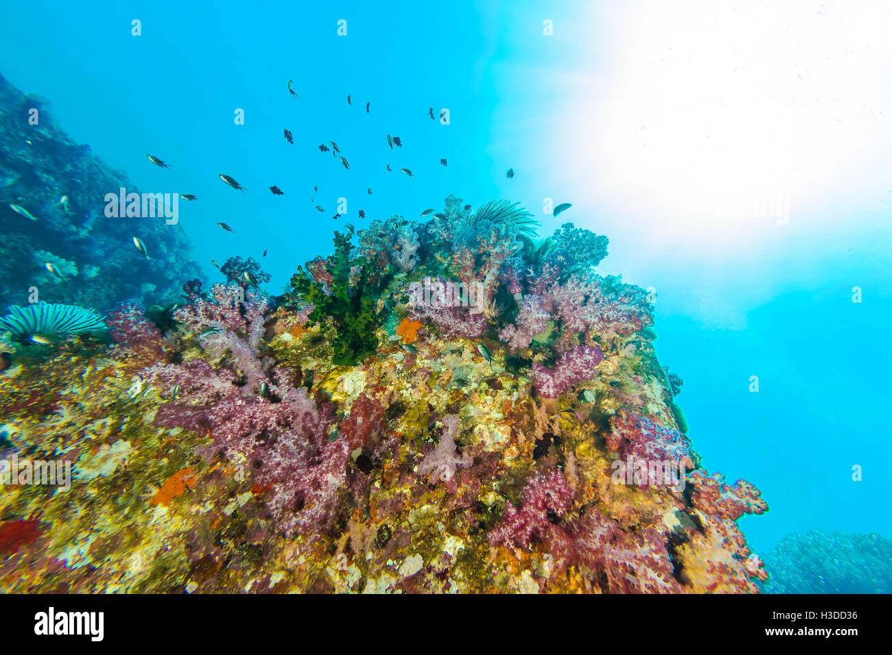 Underwater picture of colorful coral reef Stock Photo
