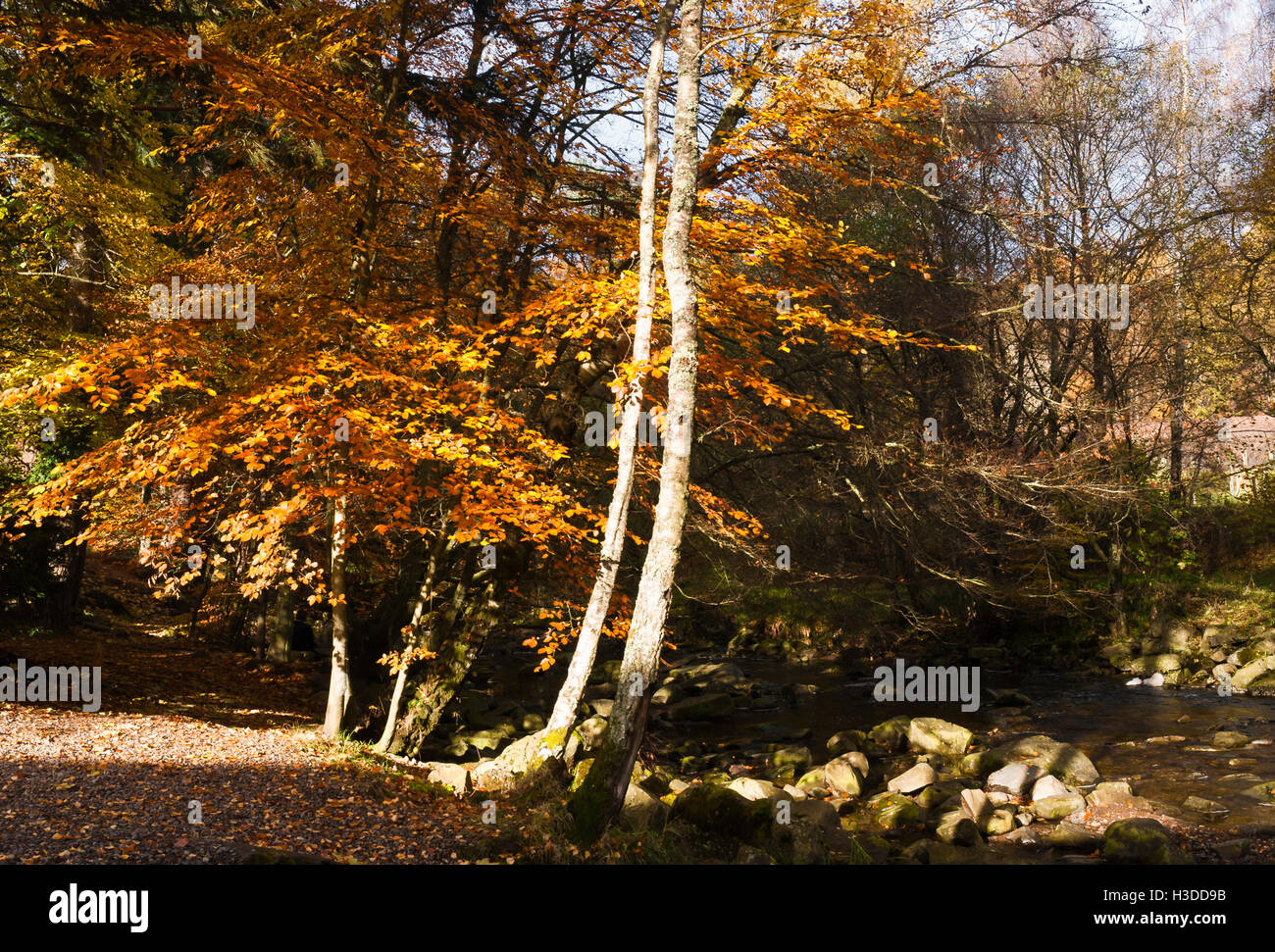 A landscape image of Autumnal trees next to Bruar Water, Perthshire Scotland. Stock Photo