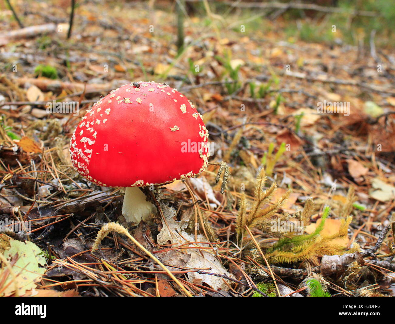 beautiful big red fly agaric in the forest Stock Photo