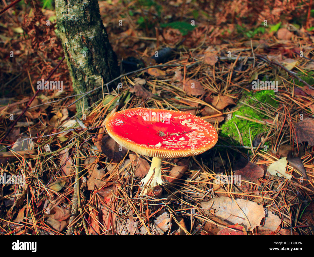 beautiful big red fly agaric in the forest Stock Photo