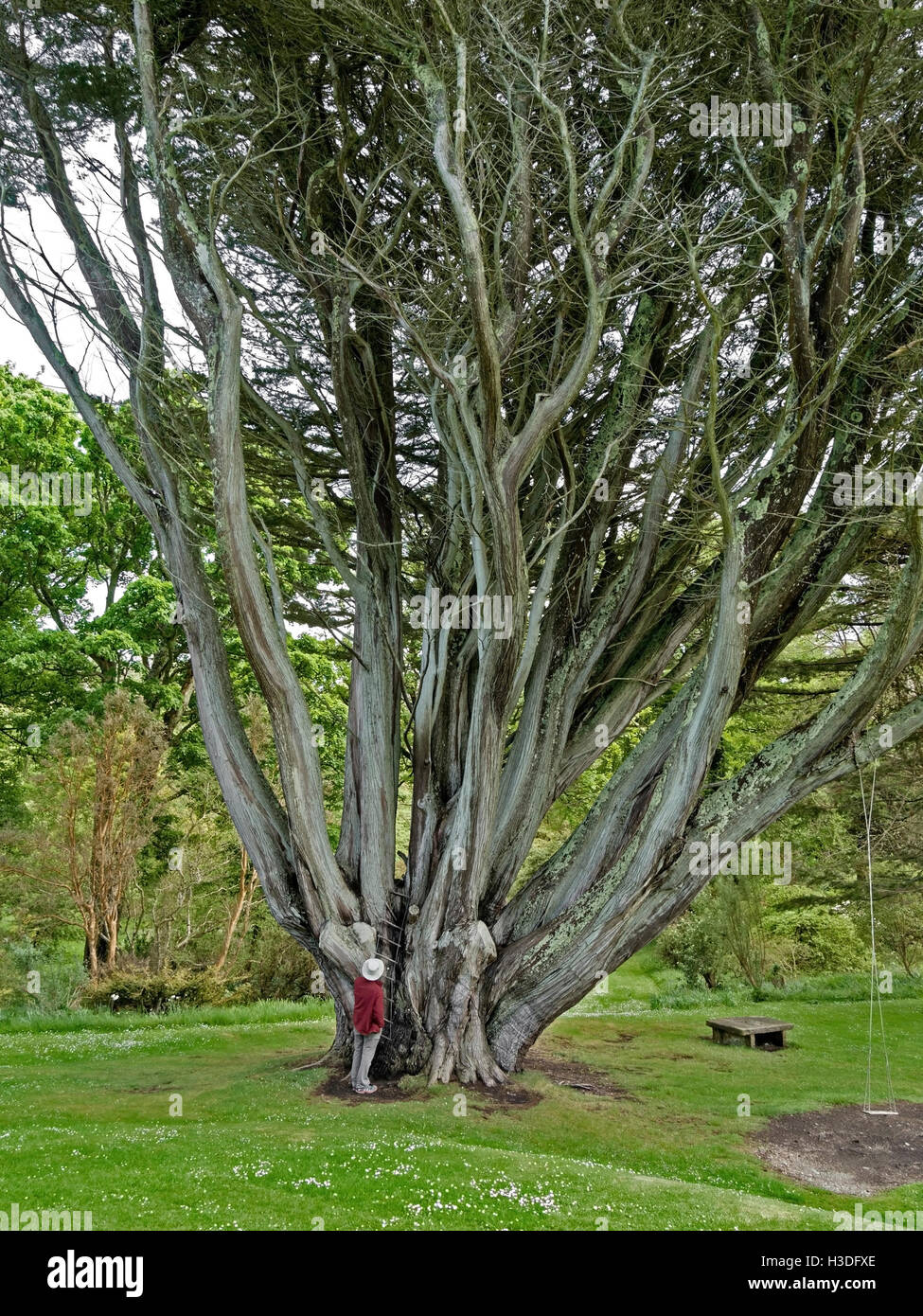 Monterey Cypress tree, reported to have largest girth in the UK, Colonsay House Gardens, Isle of Colonsay, Scotland, UK. Stock Photo