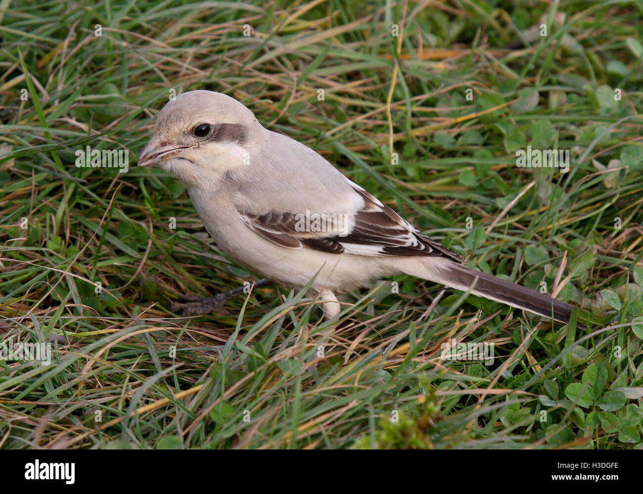 Grainthorpe hires stock photography and images Alamy