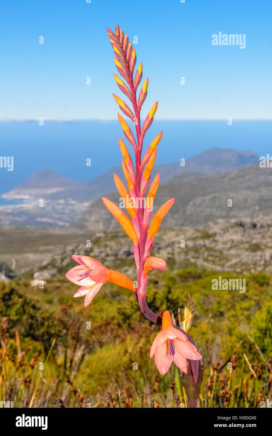 Fynbos in South Africa Stock Photo