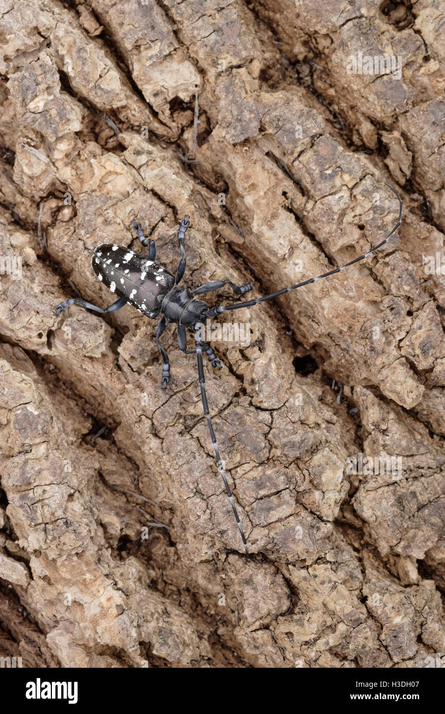 Asian Longhorned Beetle (Anoplophora glabripennis) aka Asian Cerambycid Beetle, Starry Sky in China. Adult on Tuliptree. Stock Photo