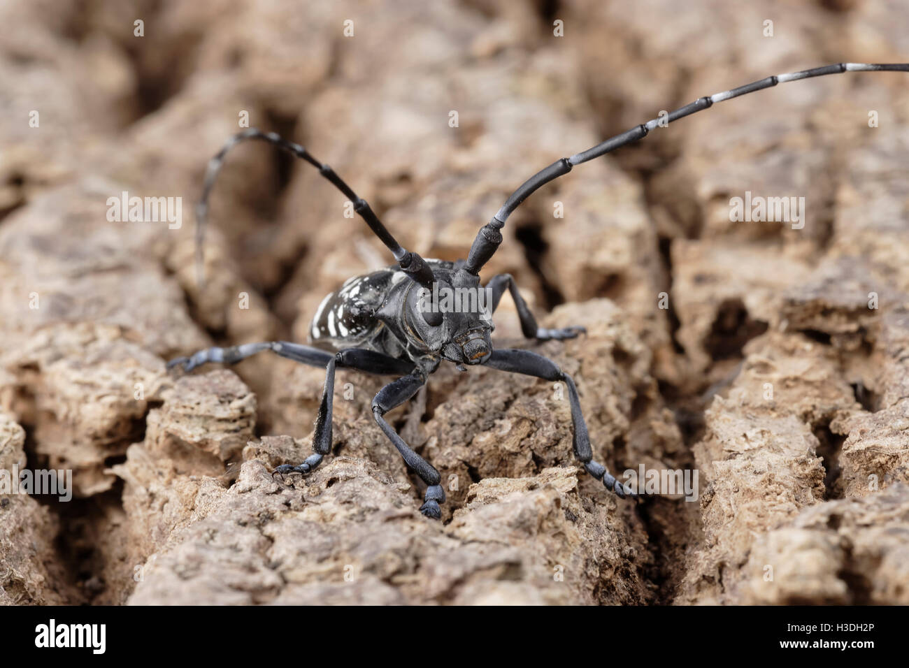 Asian Longhorned Beetle (Anoplophora glabripennis) aka Asian Cerambycid Beetle, Starry Sky in China. Adult on Tuliptree. Stock Photo