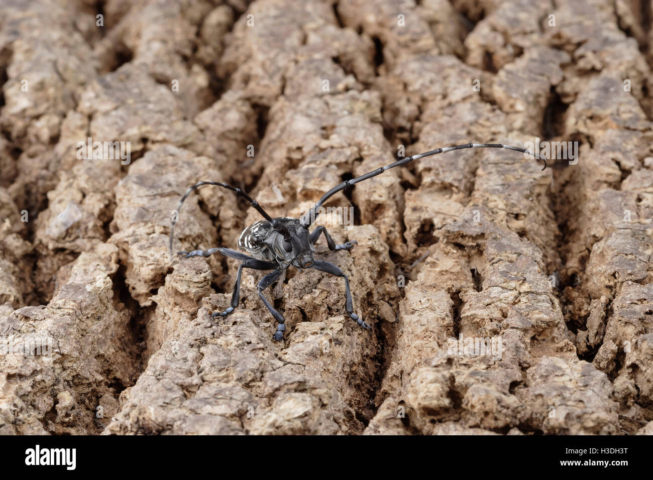 Asian Longhorned Beetle (Anoplophora glabripennis) aka Asian Cerambycid Beetle, Starry Sky in China. Adult on Tuliptree. Stock Photo