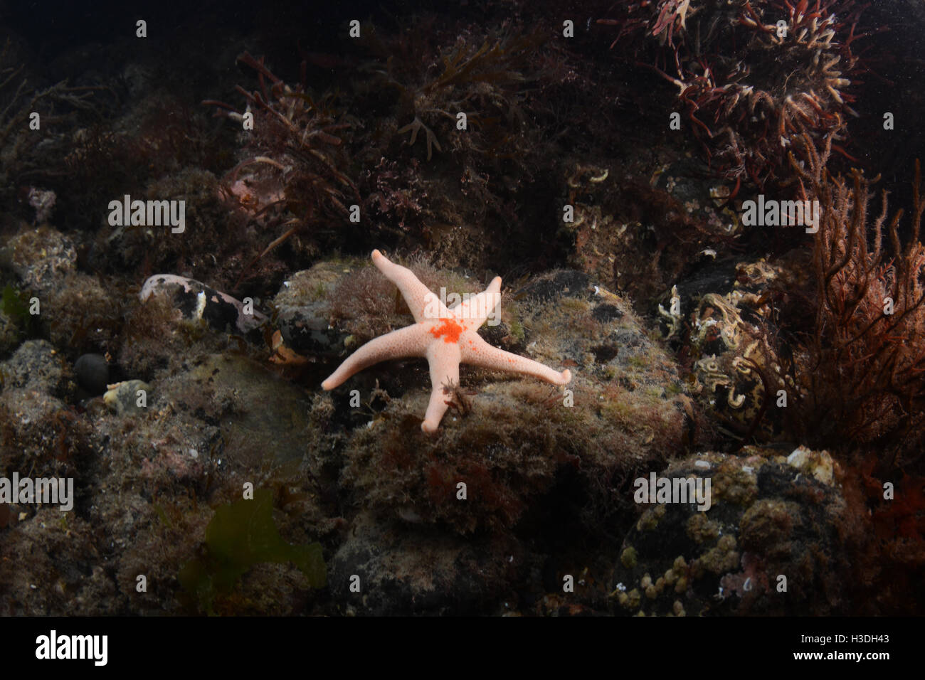 Bloody henry starfish on the Llŷn Peninsula,Wales Stock Photo