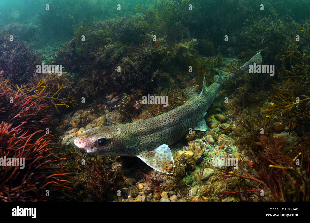 Small-spotted catshark (dogfish) underwater near Criccieth, Lleyn Peninsula,Wales Stock Photo