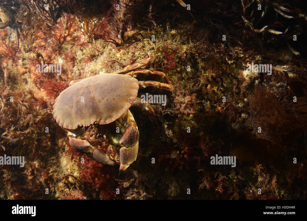 Crab underwater hi-res stock photography and images - Alamy