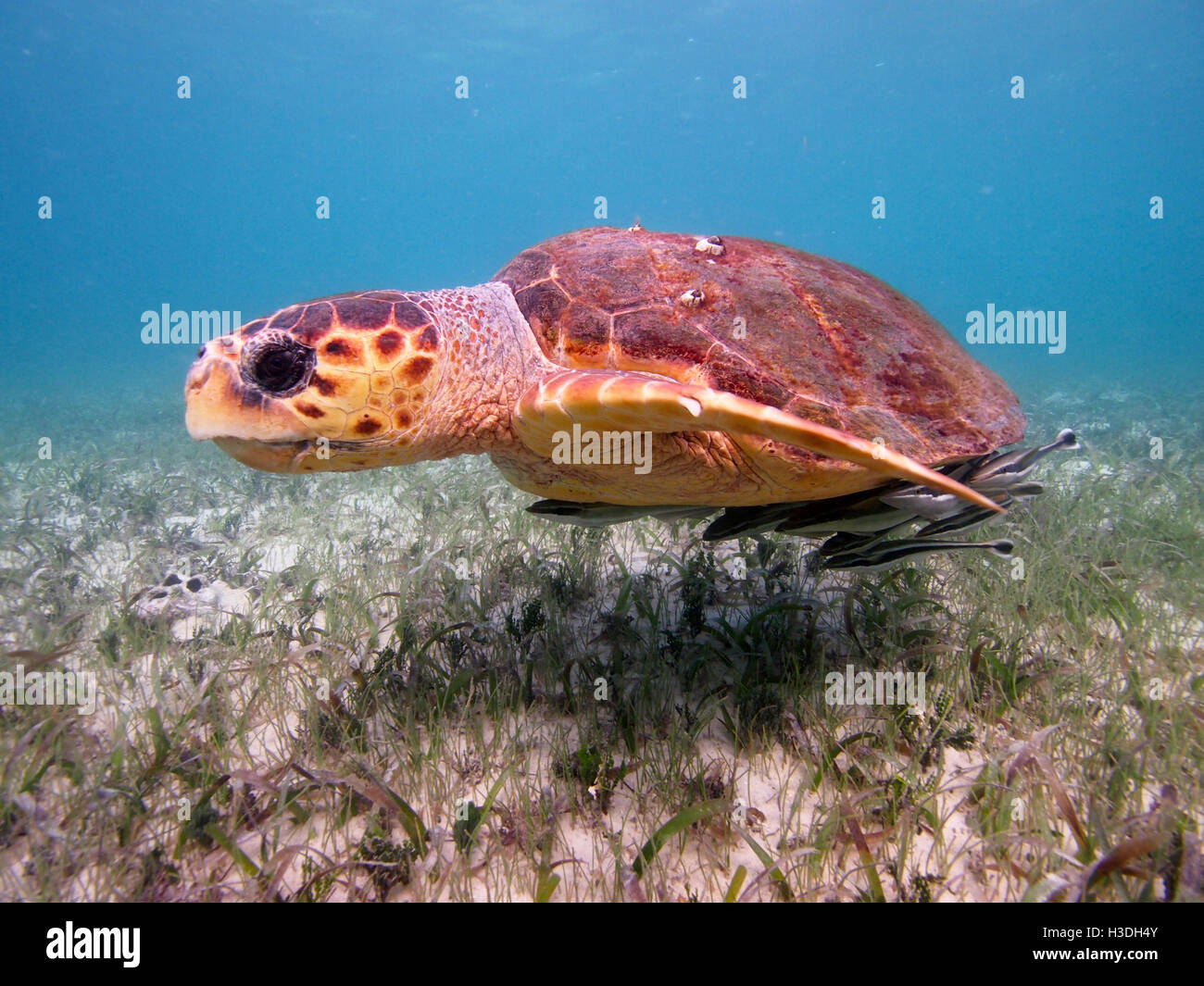 Loggerhead turtle at Silk Caye marine reserve,Placencia,Belize Stock Photo
