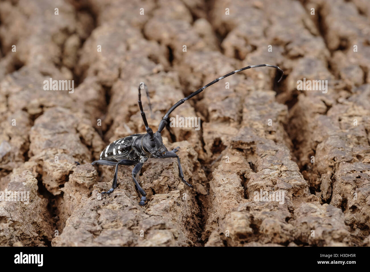 Asian Longhorned Beetle (Anoplophora glabripennis) aka Asian Cerambycid Beetle, Starry Sky in China. Adult on Tuliptree. Stock Photo