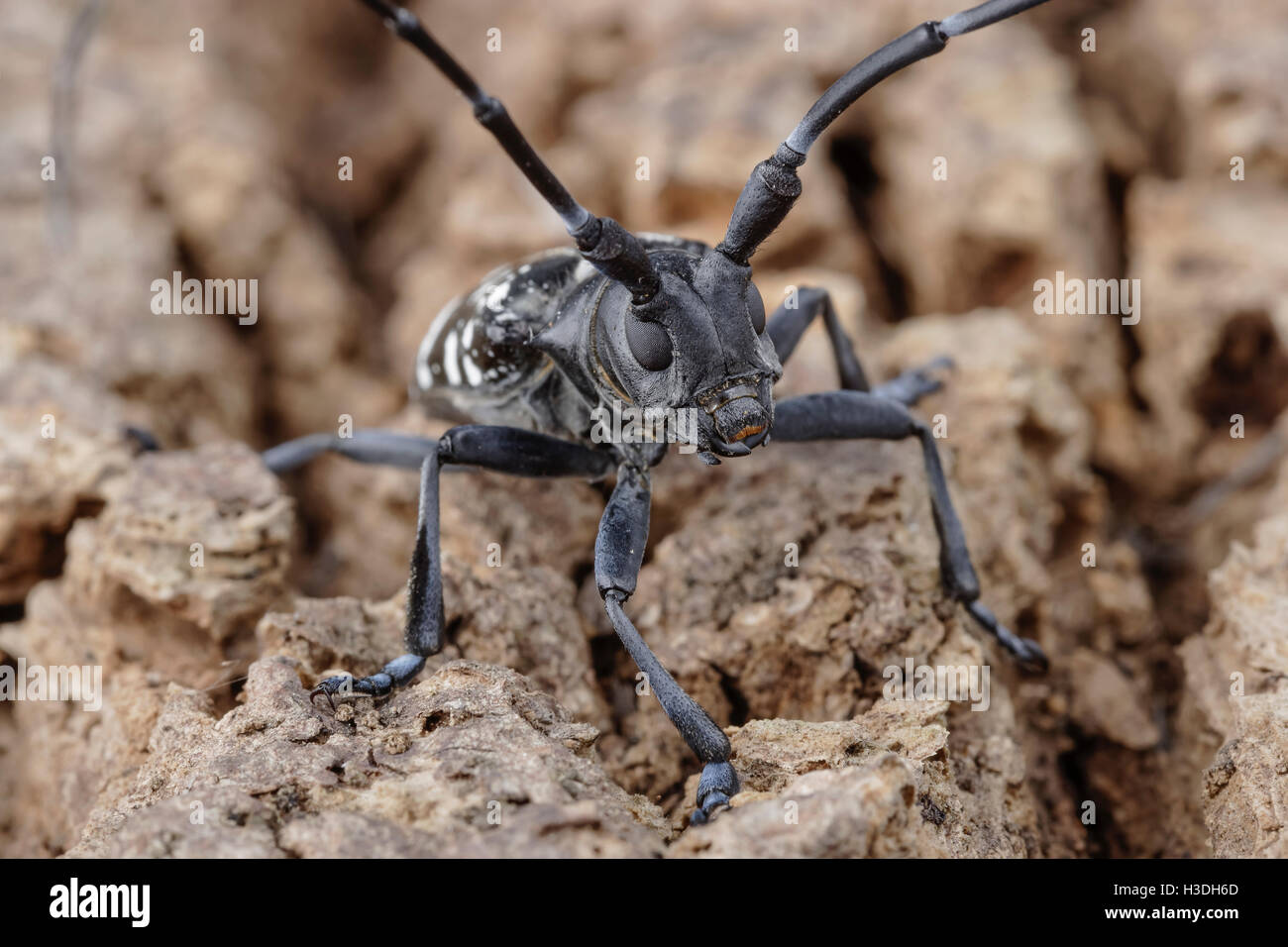 Asian Longhorned Beetle (Anoplophora glabripennis) aka Asian Cerambycid Beetle, Starry Sky in China. Adult on Tuliptree. Stock Photo