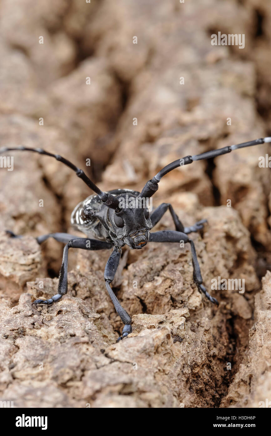 Asian Longhorned Beetle (Anoplophora glabripennis) aka Asian Cerambycid Beetle, Starry Sky in China. Adult on Tuliptree. Stock Photo