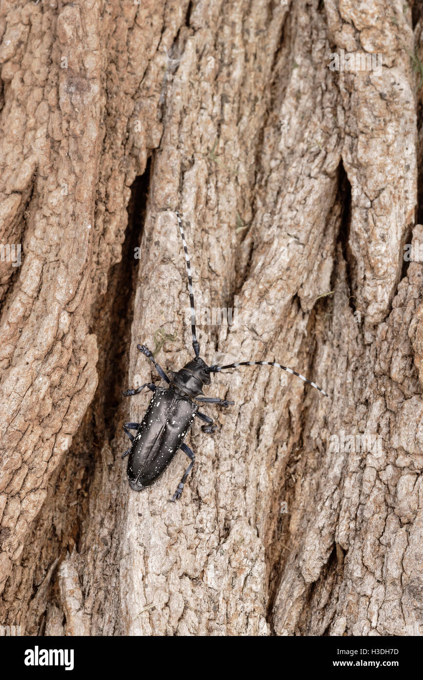 Asian Longhorned Beetle (Anoplophora glabripennis) aka Asian Cerambycid Beetle, Starry Sky in China. Adult on Black Locust. Stock Photo