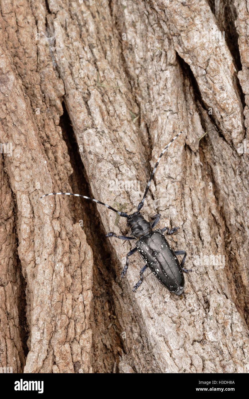 Asian Longhorned Beetle (Anoplophora glabripennis) aka Asian Cerambycid Beetle, Starry Sky in China. Adult on Black Locust. Stock Photo