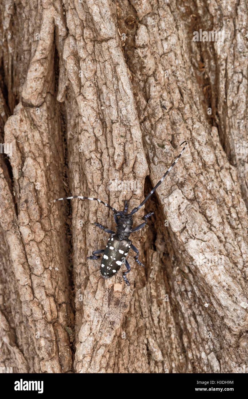 Asian Longhorned Beetle (Anoplophora glabripennis) aka Asian Cerambycid Beetle, Starry Sky in China. Adult on Black Locust. Stock Photo