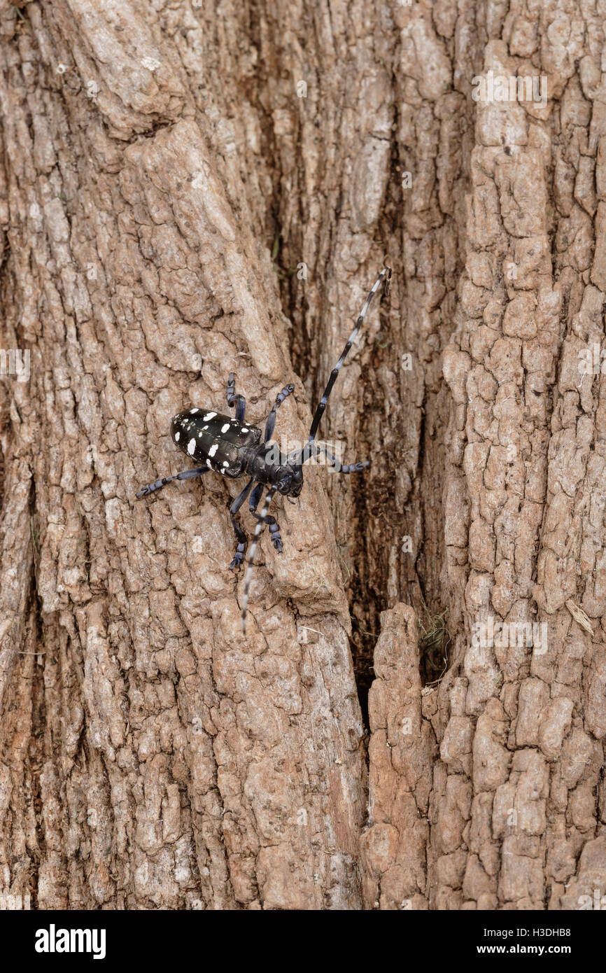Asian Long-horned Beetle (Anoplophora glabripennis) aka Asian Cerambycid Beetle, Starry Sky in China. Adult on Black Locust. Stock Photo