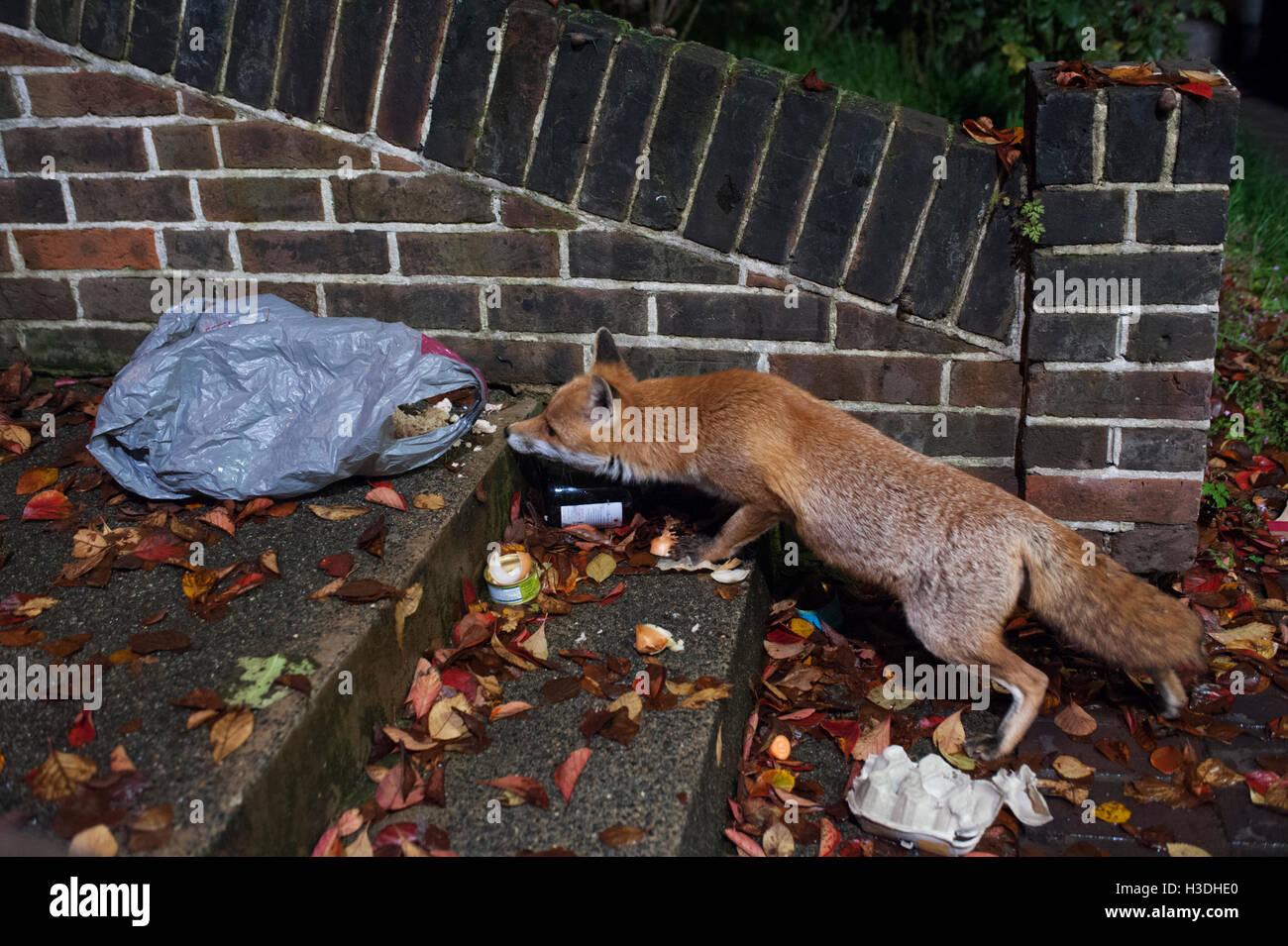 urban Red Fox, (Vulpes vulpes), searches at night through rubbish bag