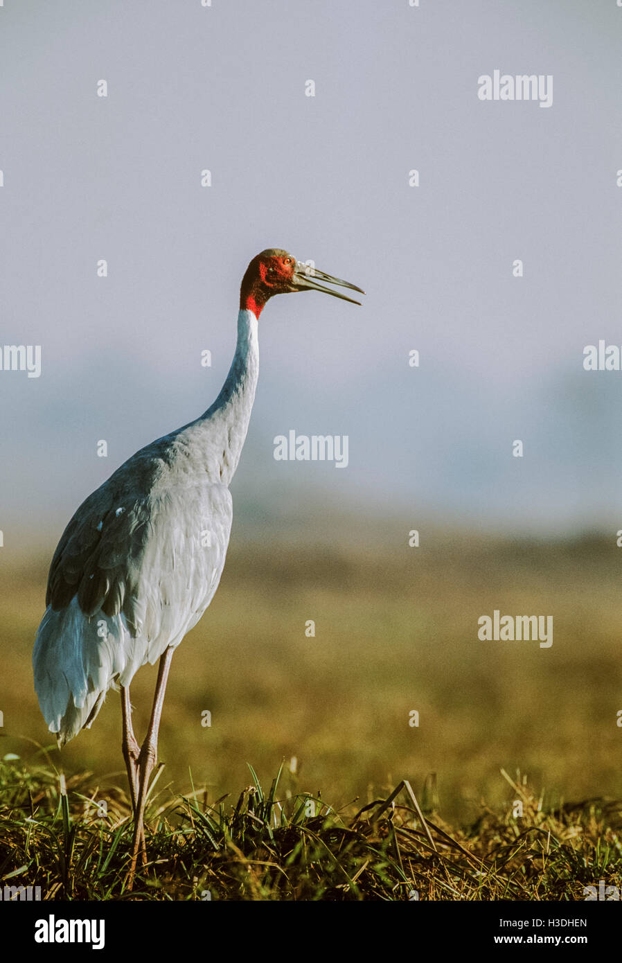 Sarus Crane,(Grus antigone), calling or trumpeting, Keoladeo Ghana National Park, Bharatpur, India Stock Photo