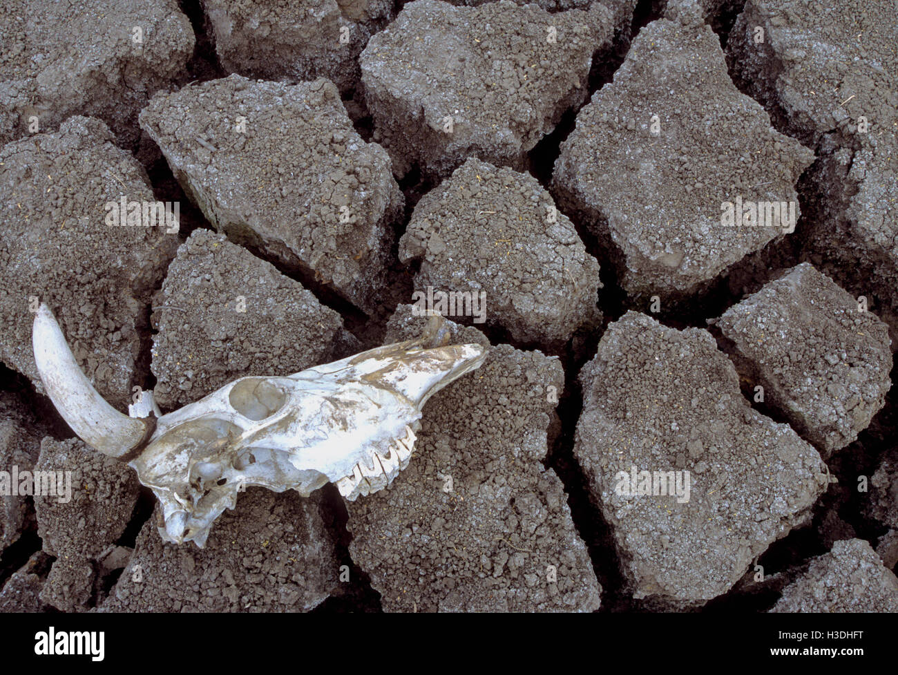 Cow skull (Bos indicus), a domestic cow, lies on dry, cracked mud- a victim of a drought period in Gujarat, India Stock Photo