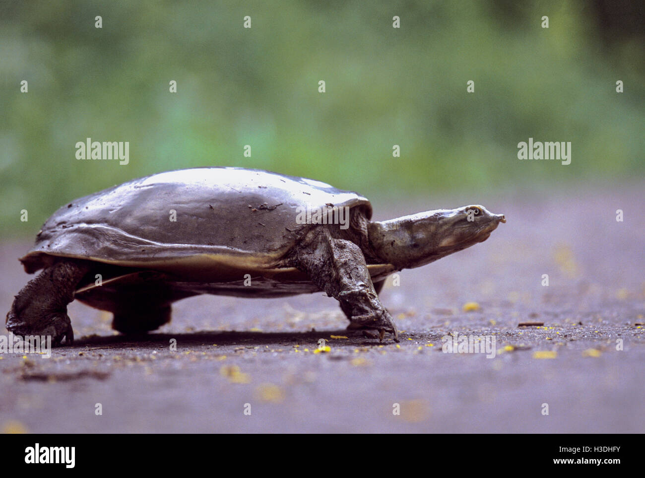 Indian Softshell Turtle,(Aspideretes Gangeticus),Keoladeo Ghana National Park Stock Photo
