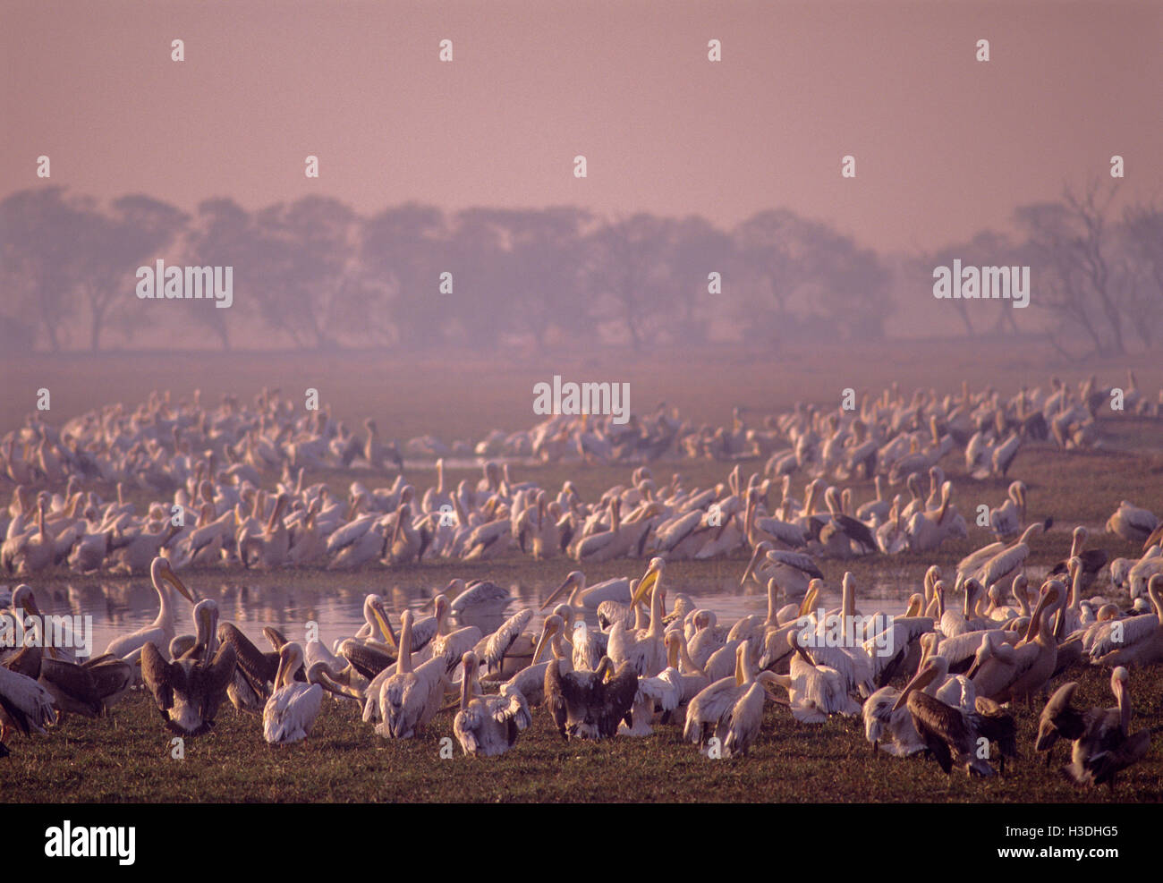 Great White Pelican, (Pelacanus onocrotalus), flock preening early morning in the Keoladeo Ghana National Park,Rajasthan, India Stock Photo