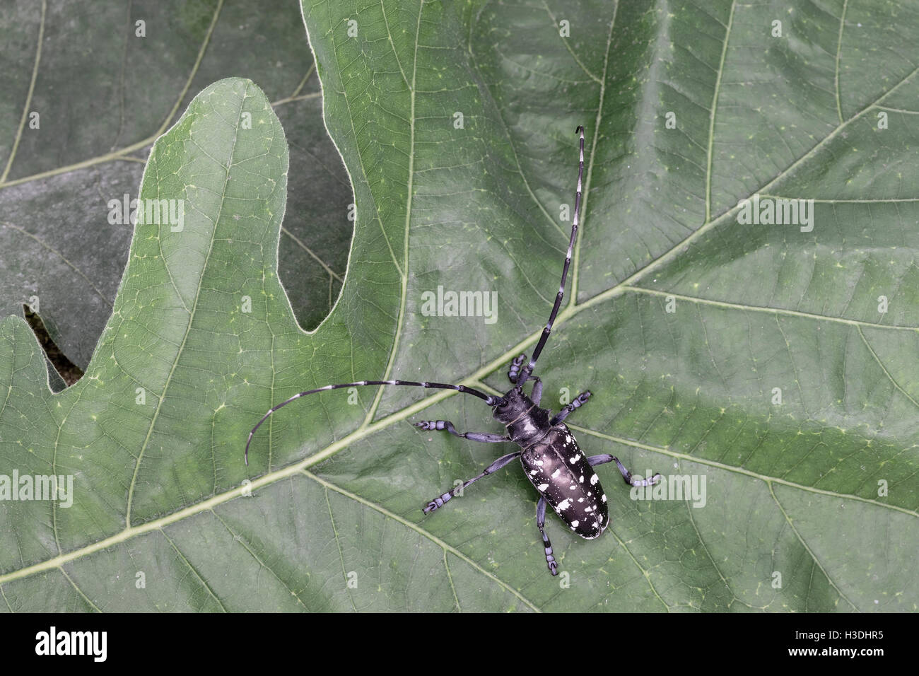 Asian Long-horned Beetle (Anoplophora glabripennis) aka Asian Cerambycid Beetle, Starry Sky, Sky Oxen in China. Adult on Oak. Stock Photo