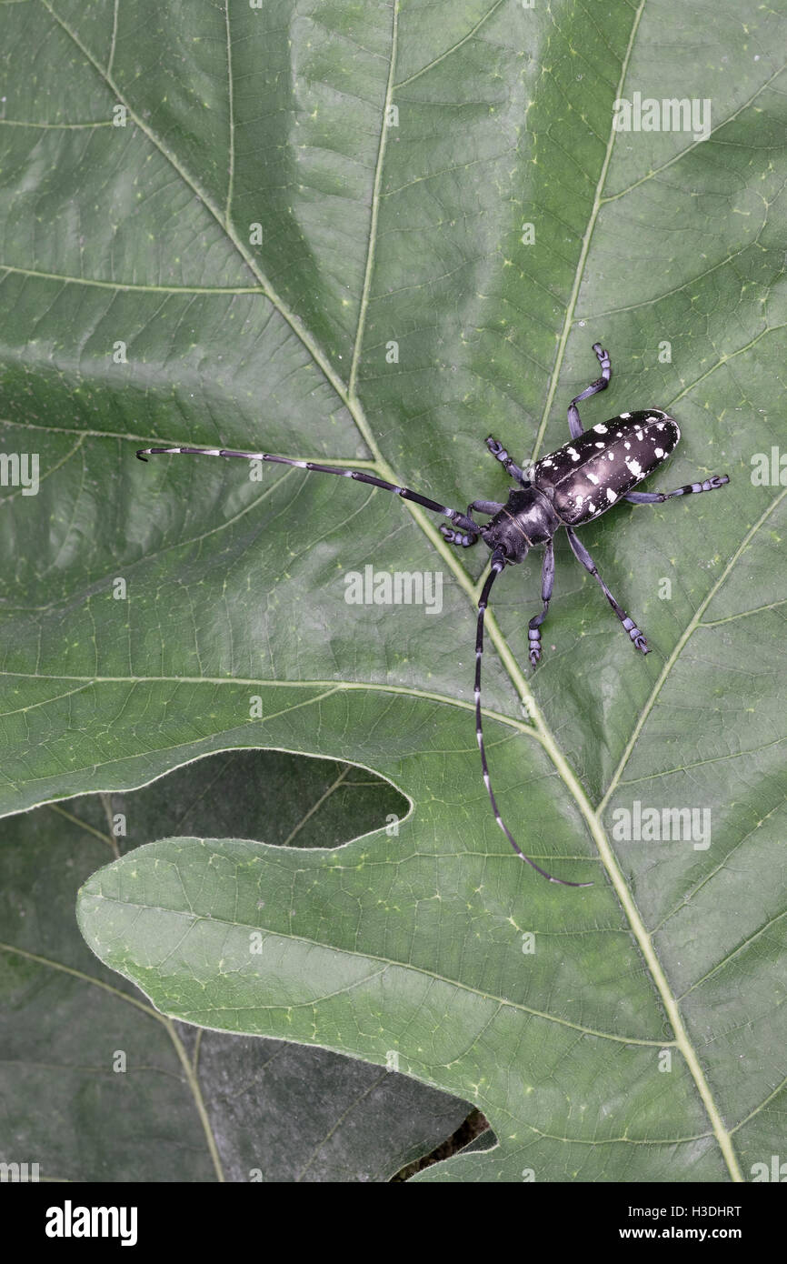 Asian Long Horned Beetle Anoplophora Glabripennis Aka Asian Cerambycid Beetle Starry Sky Sky 2856