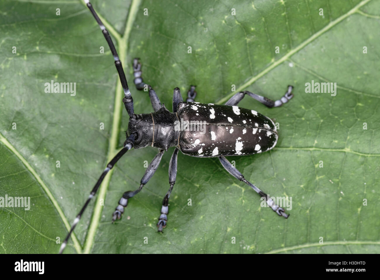 Asian beetles hardwood nj