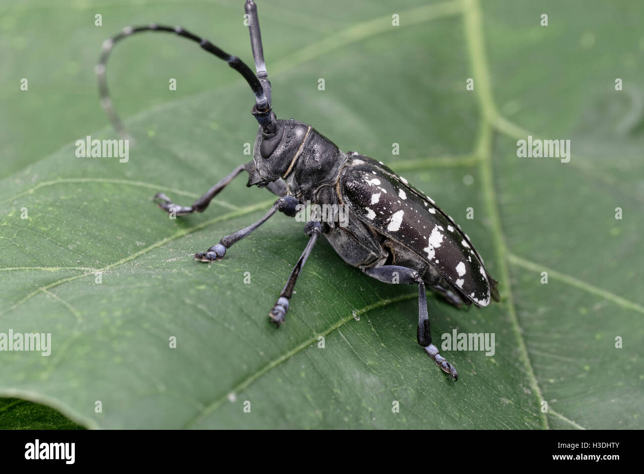 Asian beetles hardwood nj