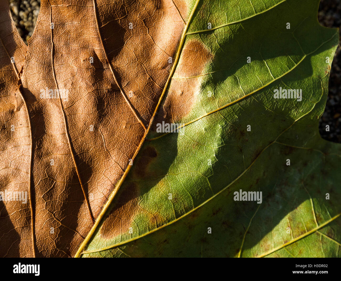 Rich brown copper colours of autumn seen gradually transforming the
