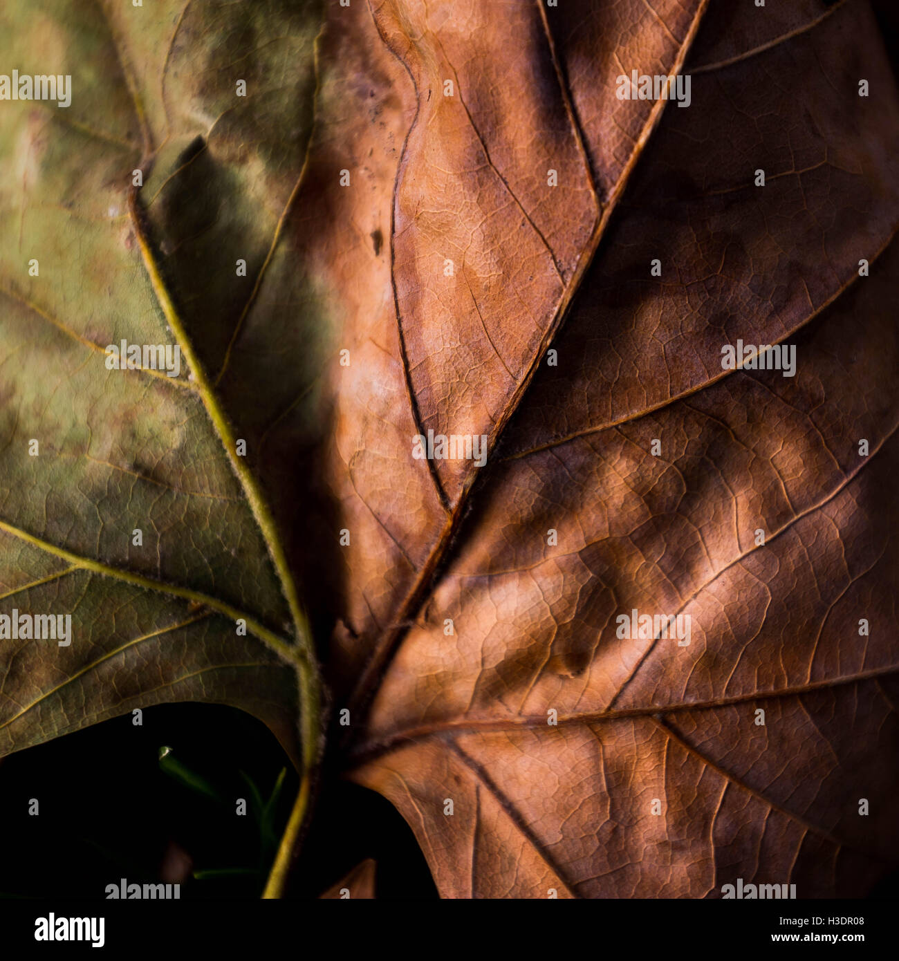 Rich brown copper colours of autumn seen gradually transforming the