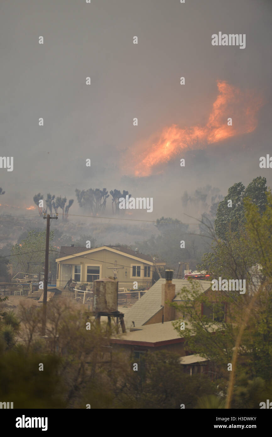 Phelan, CA, USA. 17th Aug, 2016. The Blue Cut Fire burns for the second day August 17th, 2016 in the San Bernardino National Forest and around Phelan and Wrightwood, CA. Multiple structures were destroyed and Interstate 15 was shut down due to the fast moving blaze, which eventually burned over 36,200 acres. © Stuart Palley/ZUMA Wire/Alamy Live News Stock Photo