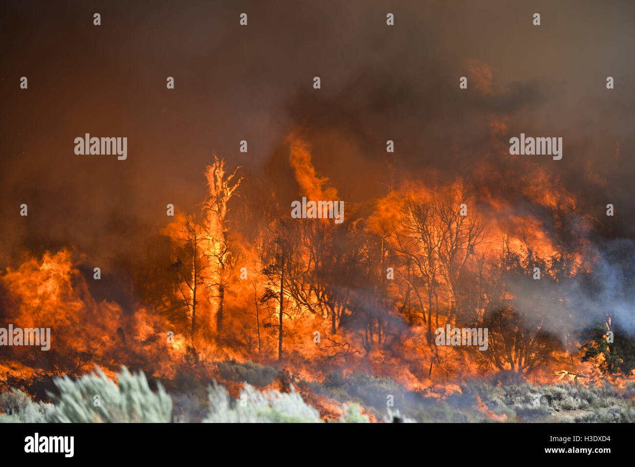 Phelan, CA, USA. 17th Aug, 2016. The Blue Cut Fire burns for the second day August 17th, 2016 in the San Bernardino National Forest and around Phelan and Wrightwood, CA. Multiple structures were destroyed and Interstate 15 was shut down due to the fast moving blaze, which eventually burned over 36,200 acres. © Stuart Palley/ZUMA Wire/Alamy Live News Stock Photo