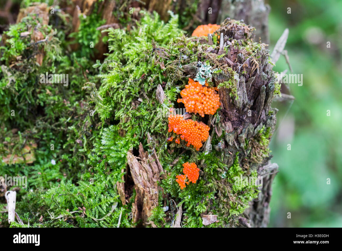 Tehidy Woods, Cornwall, UK. 7th October 2016.  The weekend marks many events to celebrate UK Fungus day on 9th October. Seen here a slime mould, which isn't actually a fungus. Credit:  Simon Maycock/Alamy Live News Stock Photo