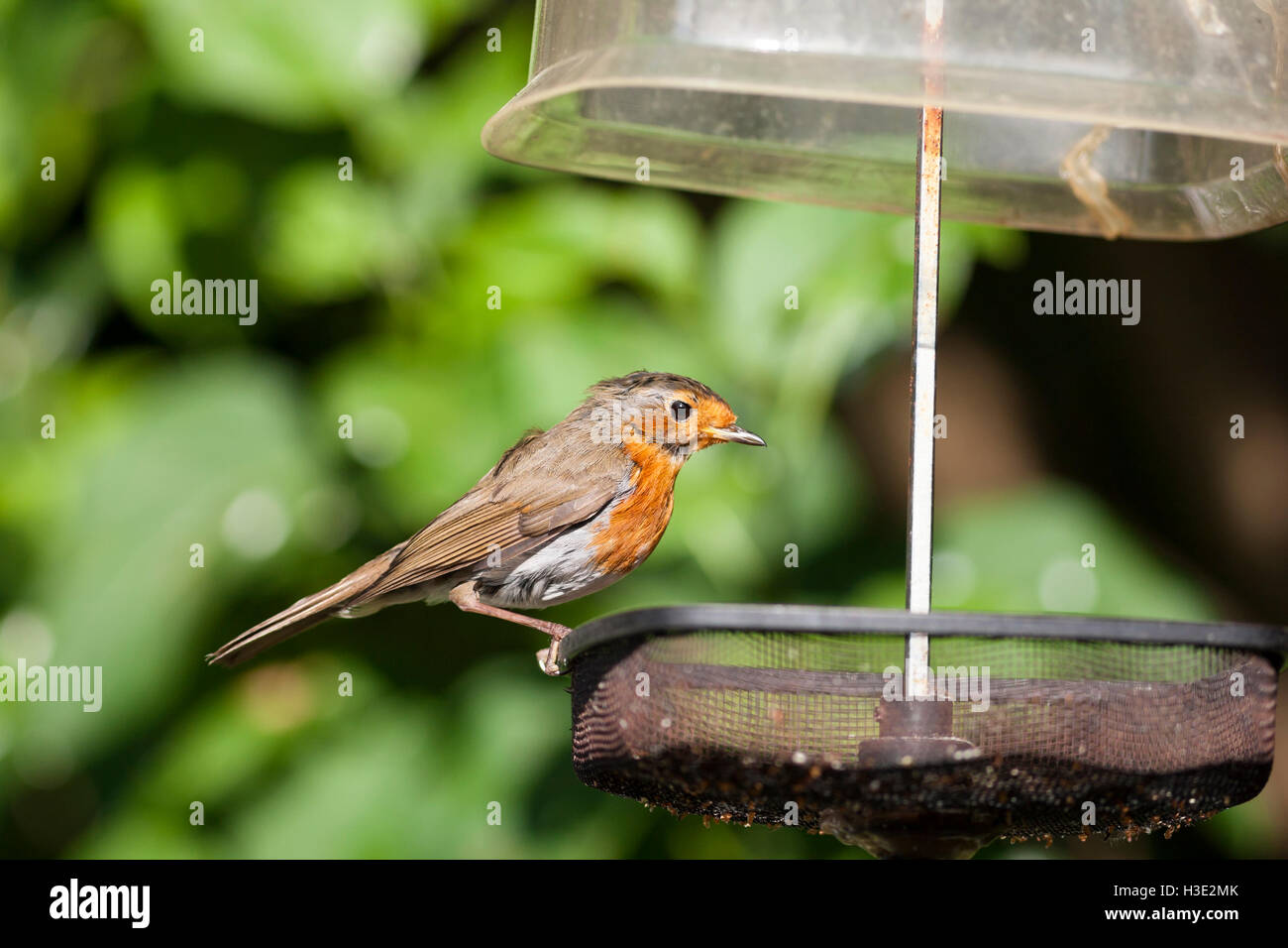 Robin Alert On Wire Mesh Bird Feeder Stock Photo 122626019 Alamy