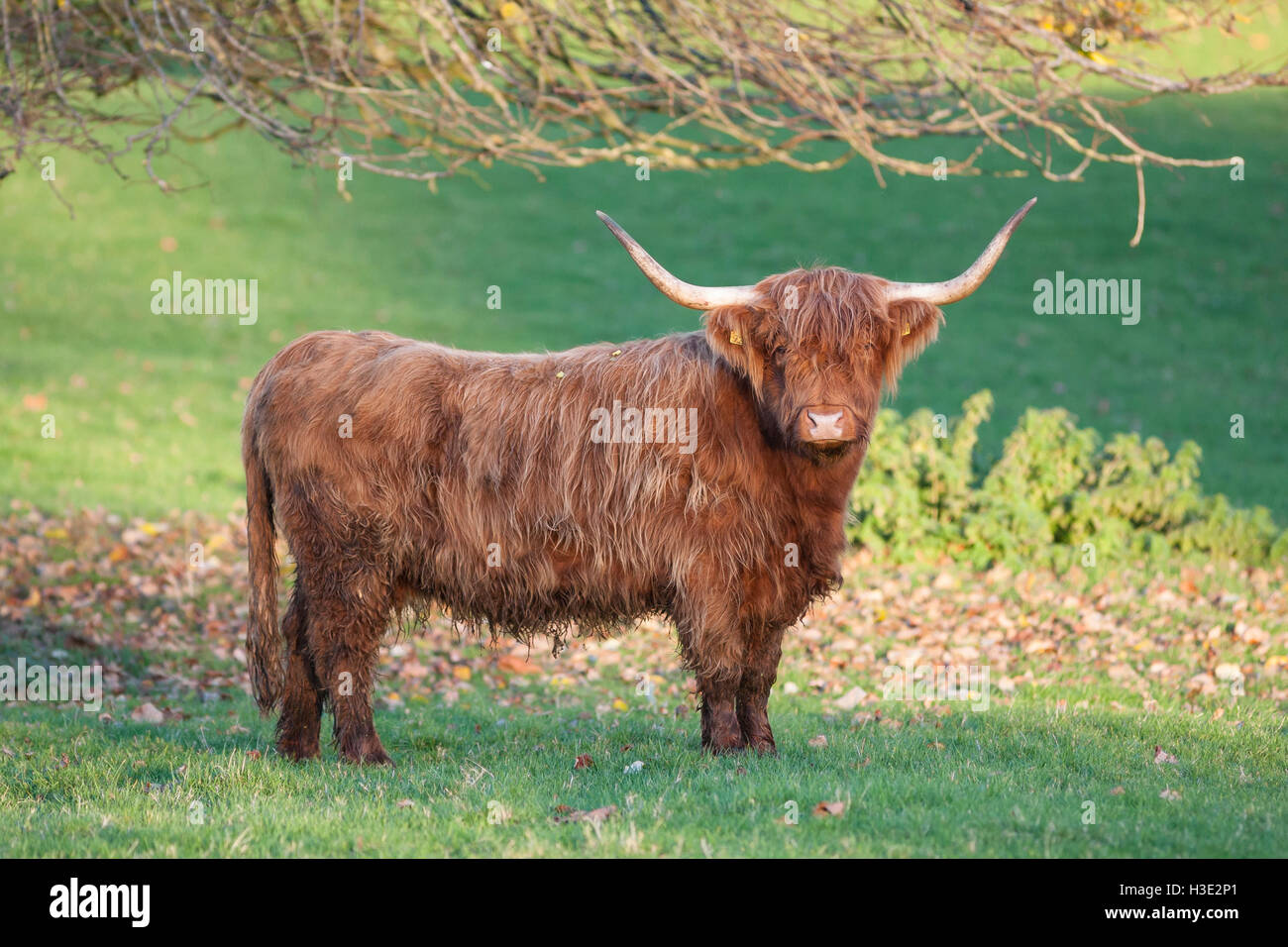 Ginger Highland Cow High Resolution Stock Photography and Images - Alamy