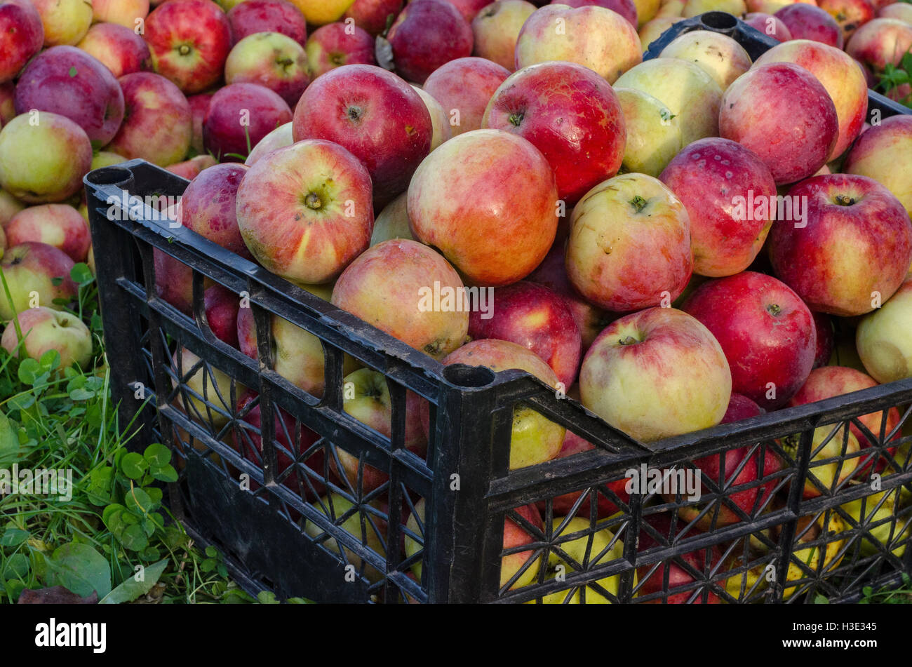 Apples red yellow collected a lot Stock Photo