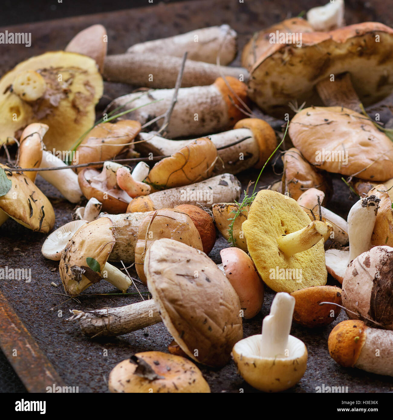 Variety of uncooked wild forest mushrooms yellow boletus, birch