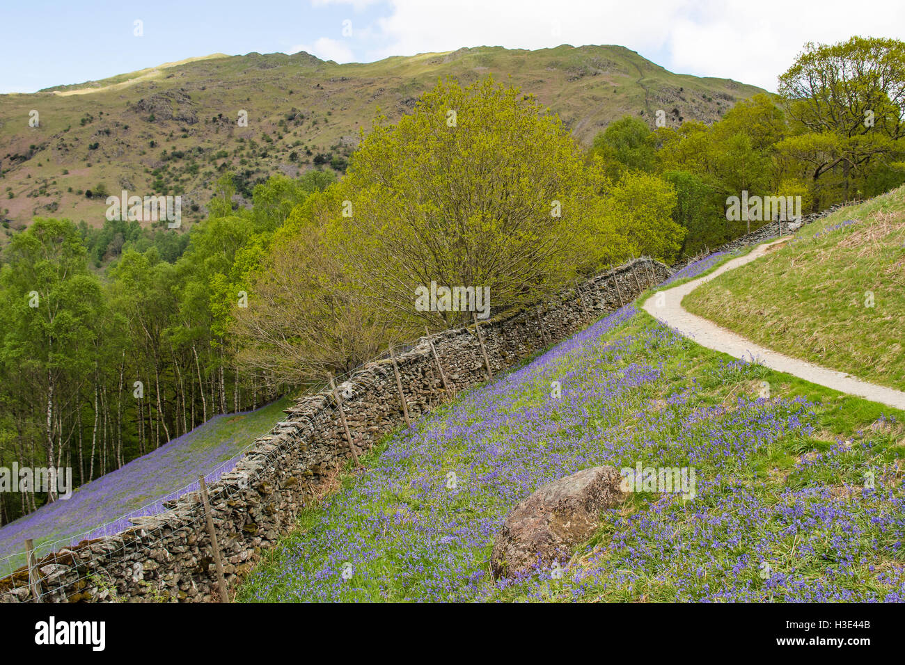 Bluebell carpet at White Moss near Grasmere in the Lake District Stock