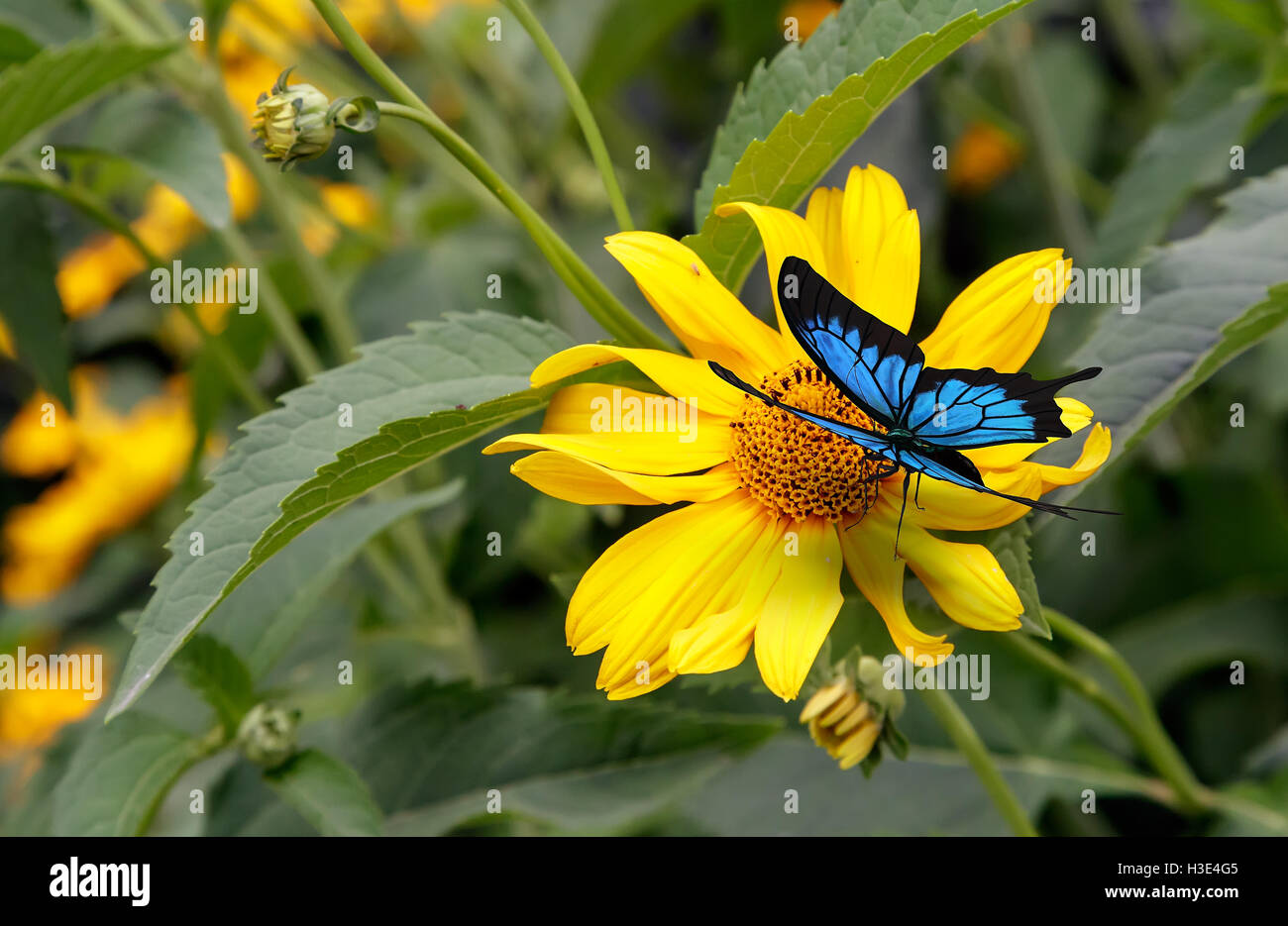 Beautiful butterfly with blue pattern on the wings is sitting on a ...