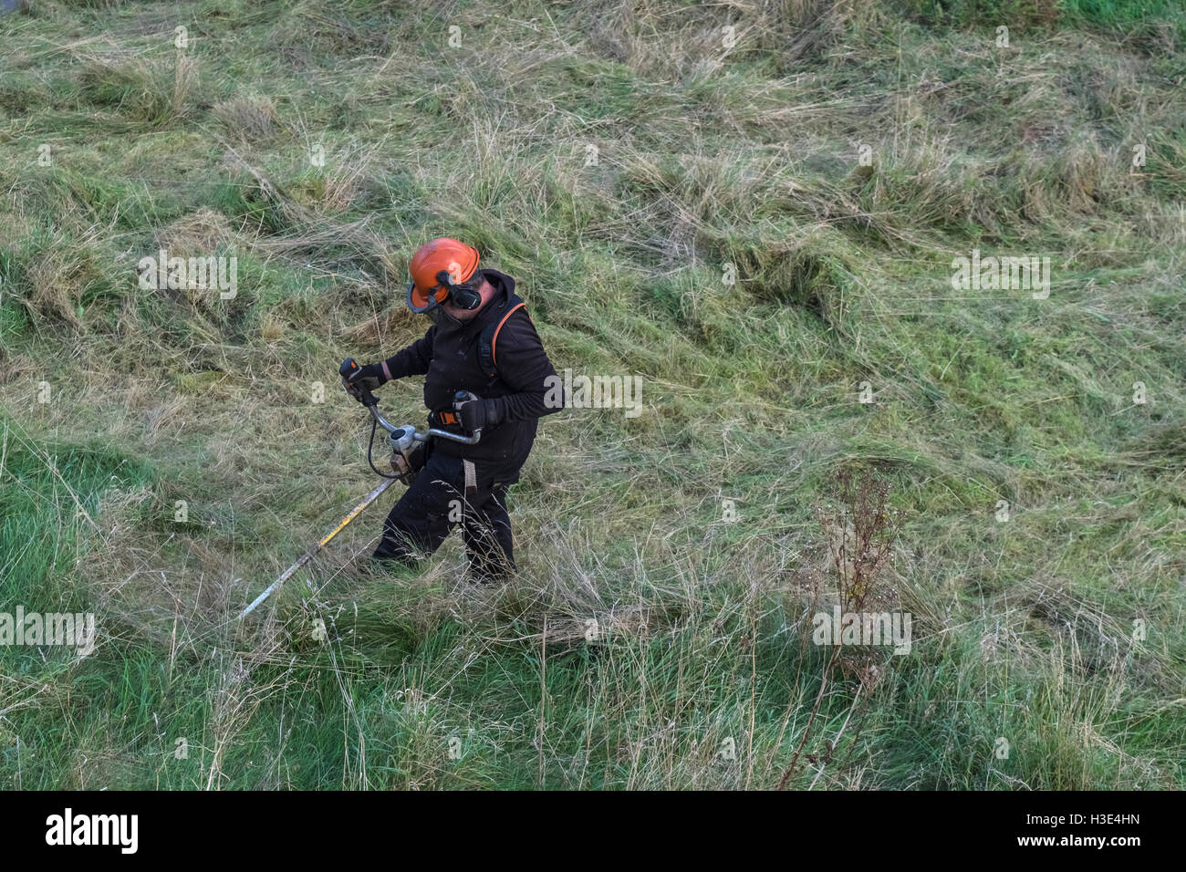 Man with protective clothing using powered grass trimmer to cut long grass. Stock Photo