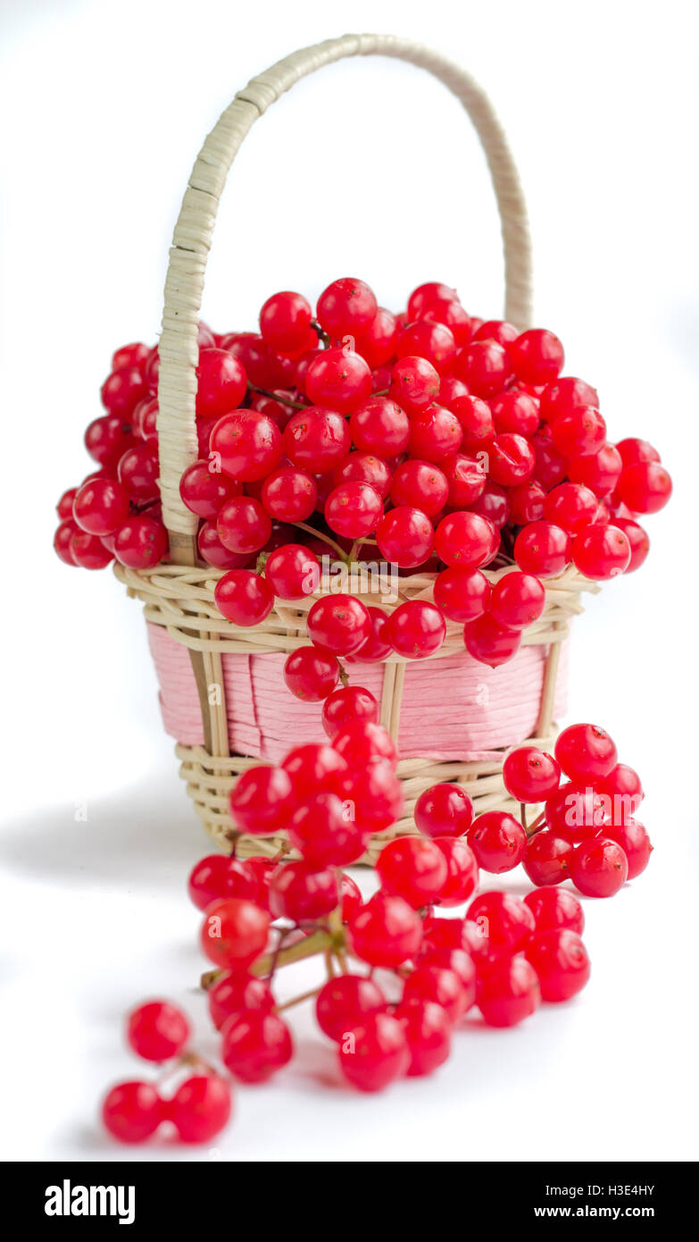 Red berries of guelder rose in small wicker basket and droped-out cluster isolated on white background Stock Photo