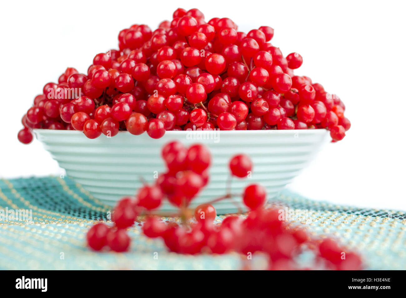Red berries of guelder rose isolated in white plate with dropped-out cluster on blue underlay Stock Photo