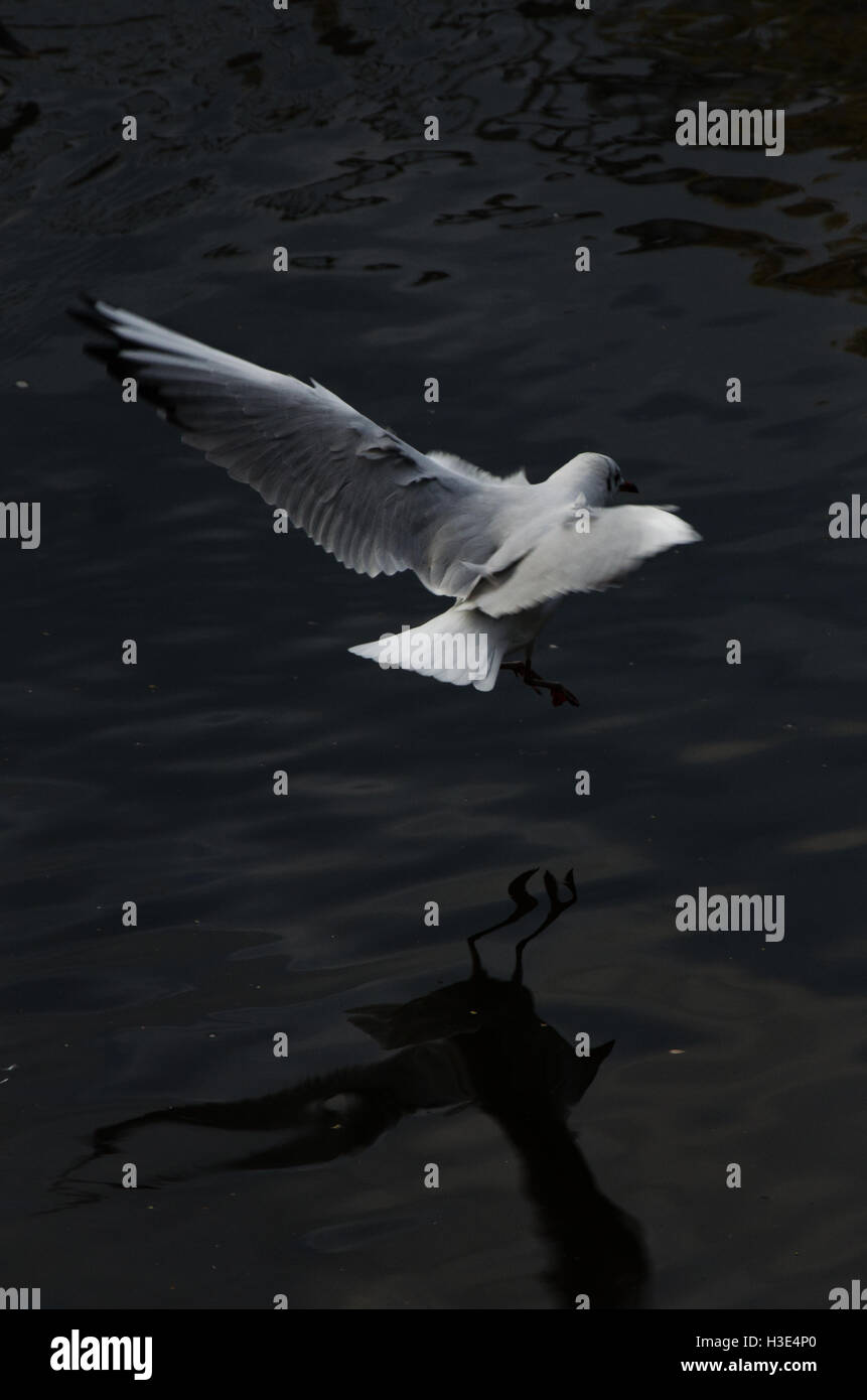 Deferent hi-res stock photography and images - Alamy